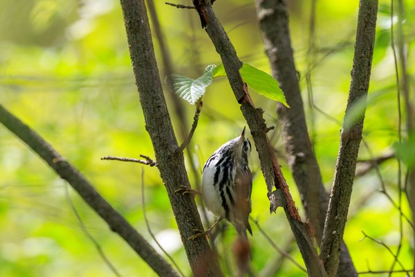 Black-and-white Warbler