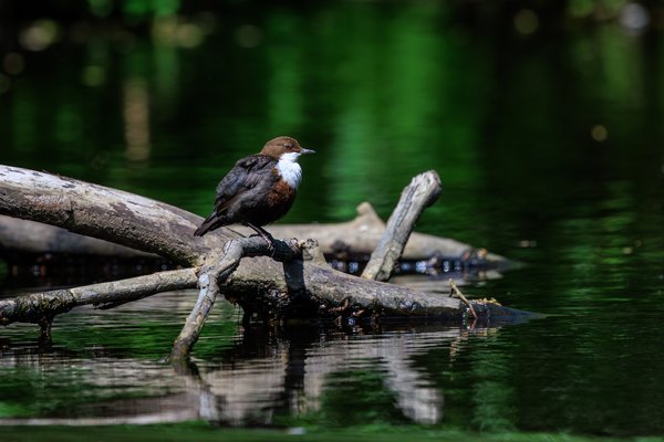 White-throated Dipper
