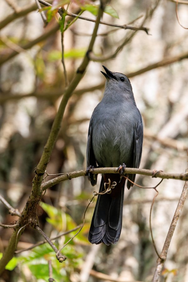 Gray Catbird