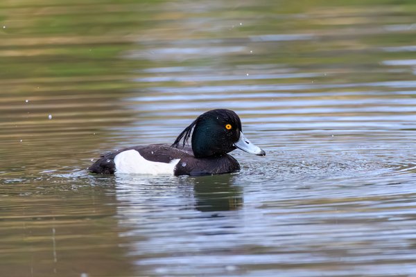 Tufted Duck