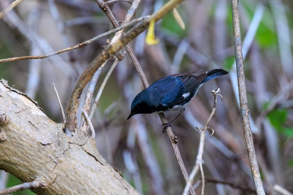 Black-throated Blue Warbler