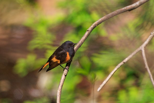 American Redstart