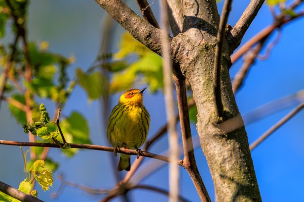 Cape May Warbler