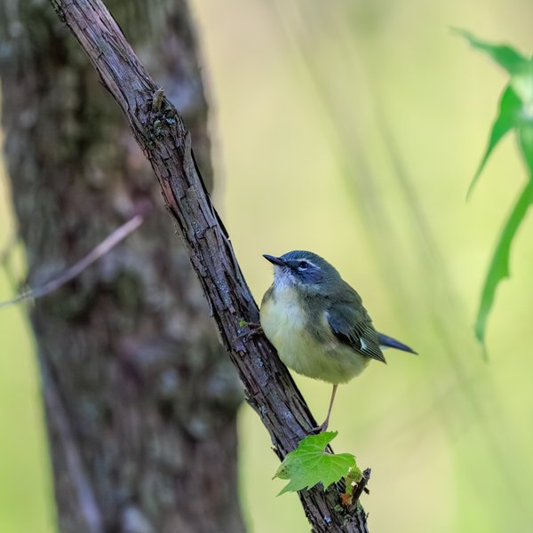 Black-throated Blue Warbler