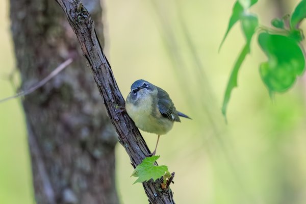 Black-throated Blue Warbler