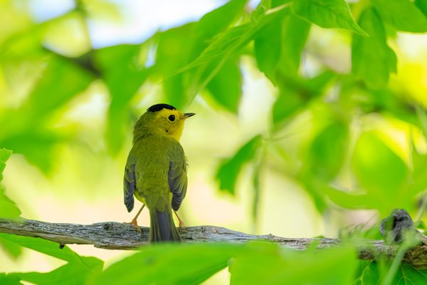 Wilson's Warbler