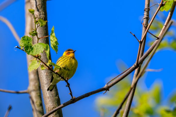 Cape May Warbler