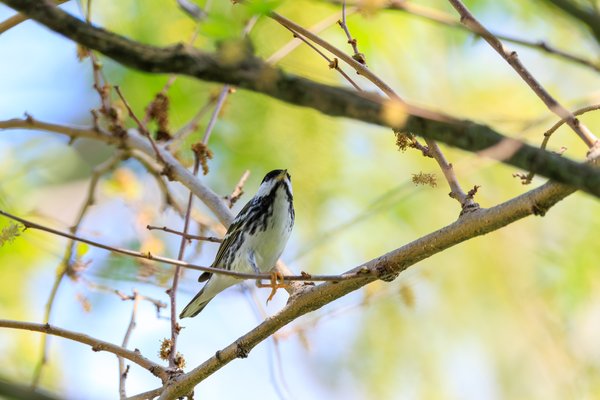 Black-and-white Warbler