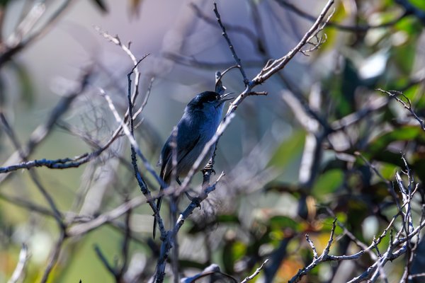 California Gnatcatcher