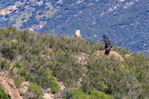 California Condor