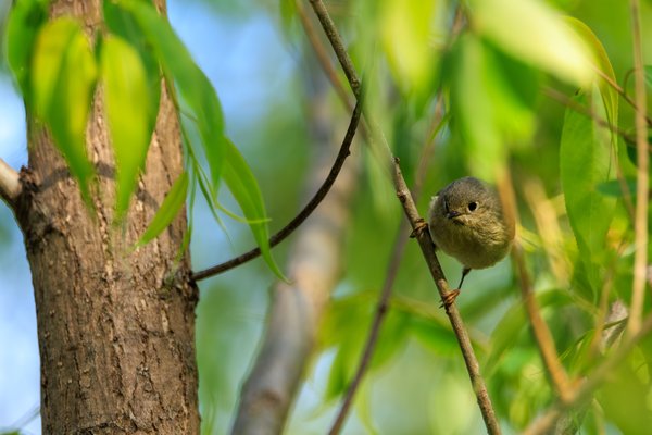 Ruby-crowned Kinglet