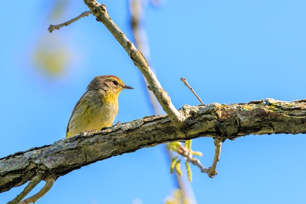 Palm Warbler