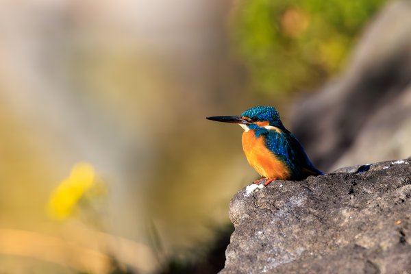 Common Kingfisher
