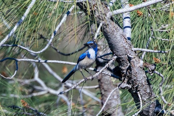 California Scrub-Jay