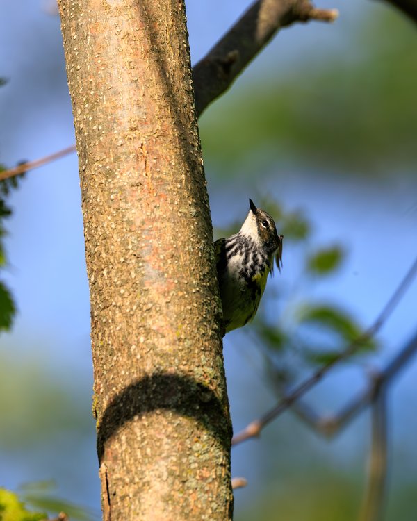 Yellow-rumped Warbler