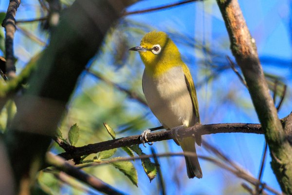 Swinhoe's White-eye