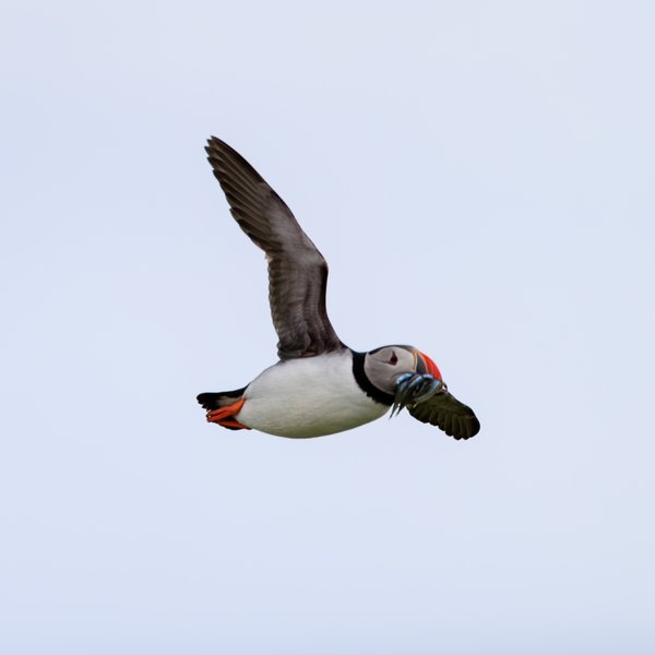 Atlantic Puffin