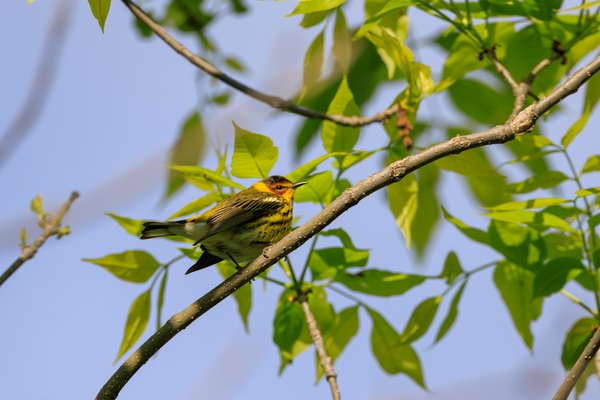 Cape May Warbler