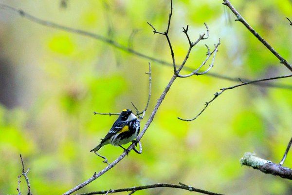 Yellow-rumped Warbler