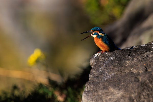 Common Kingfisher