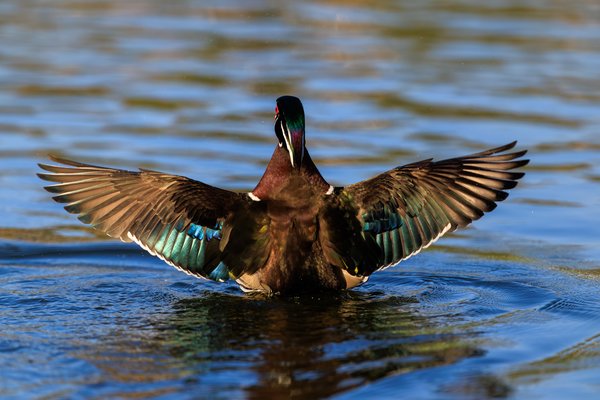 Wood Duck