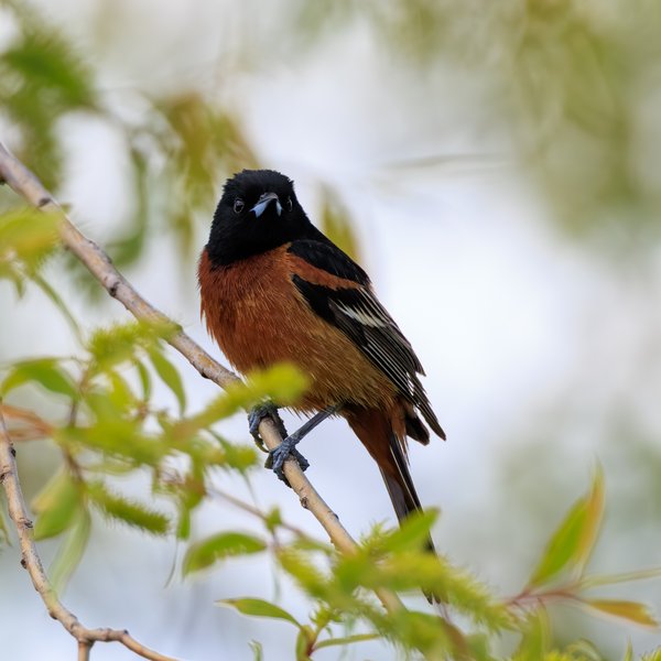 Orchard Oriole