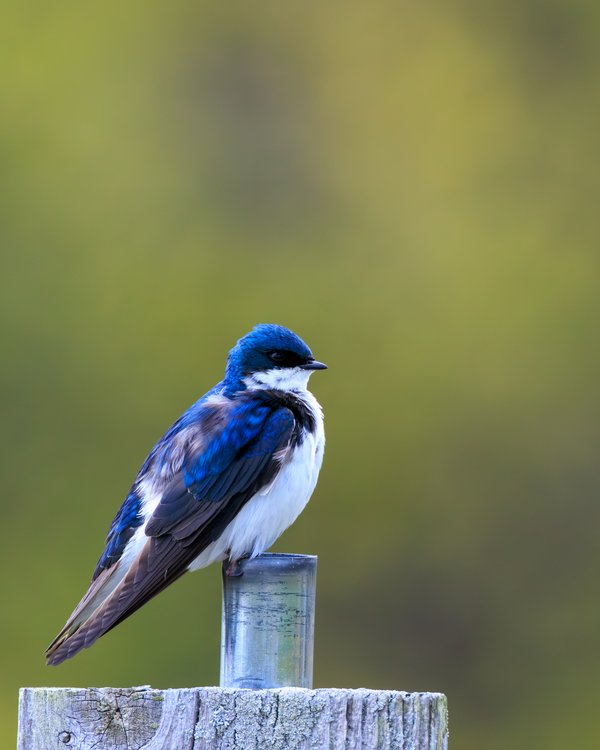 Tree Swallow