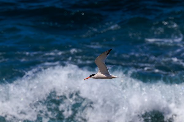 Elegant Tern