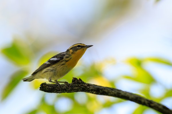Blackburnian Warbler