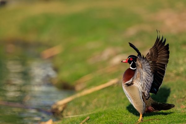 Wood Duck