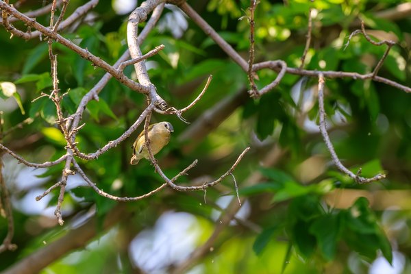 Tennessee Warbler