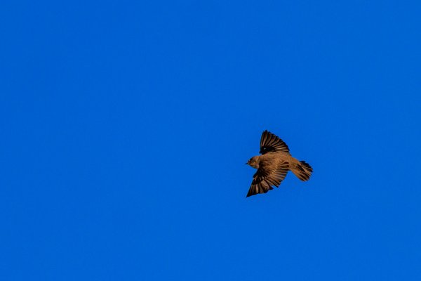 Northern Rough-winged Swallow