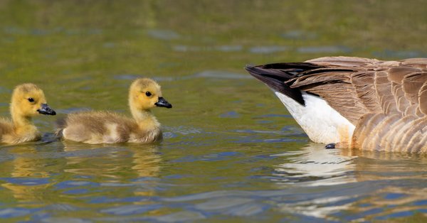 Canada Goose