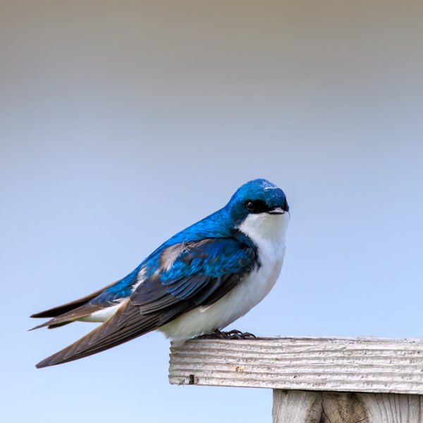 Tree Swallow