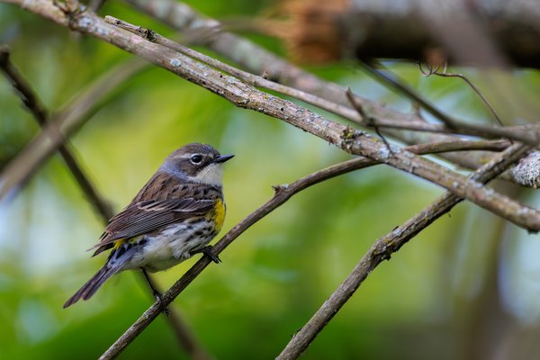 Yellow-rumped Warbler