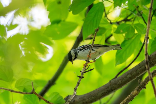 Blackpoll Warbler