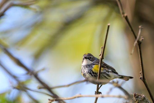 Yellow-rumped Warbler