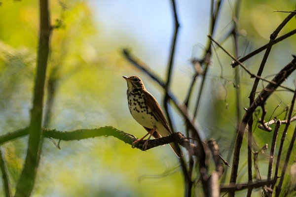 Wood Thrush