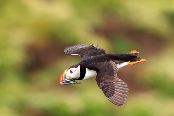 Atlantic Puffin