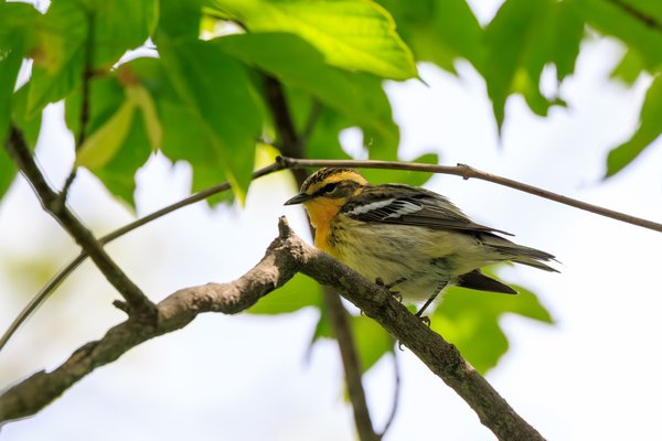 Blackburnian Warbler