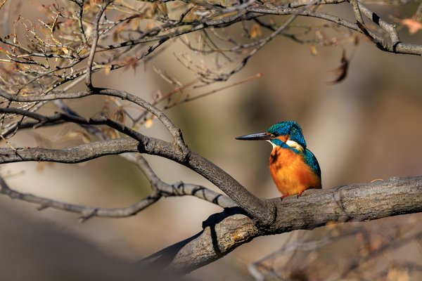 Common Kingfisher