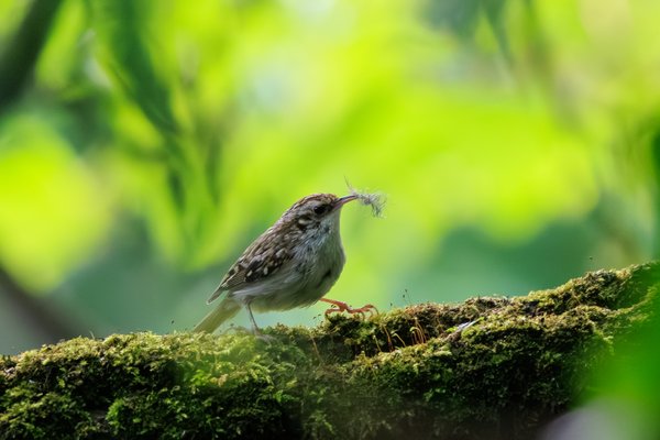 Eurasian Treecreeper
