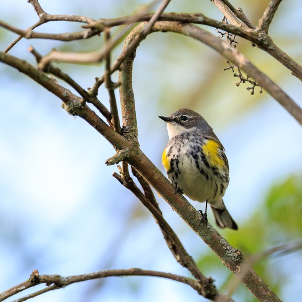 Yellow-rumped Warbler