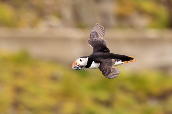 Atlantic Puffin