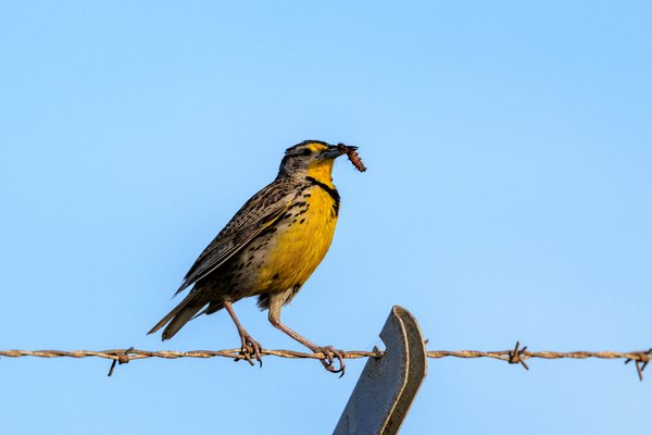 Western Meadowlark