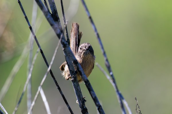 Wrentit