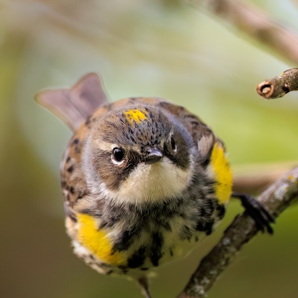 Yellow-rumped Warbler