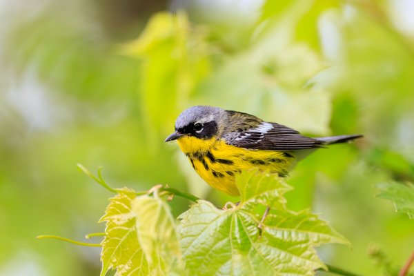 Magnolia Warbler
