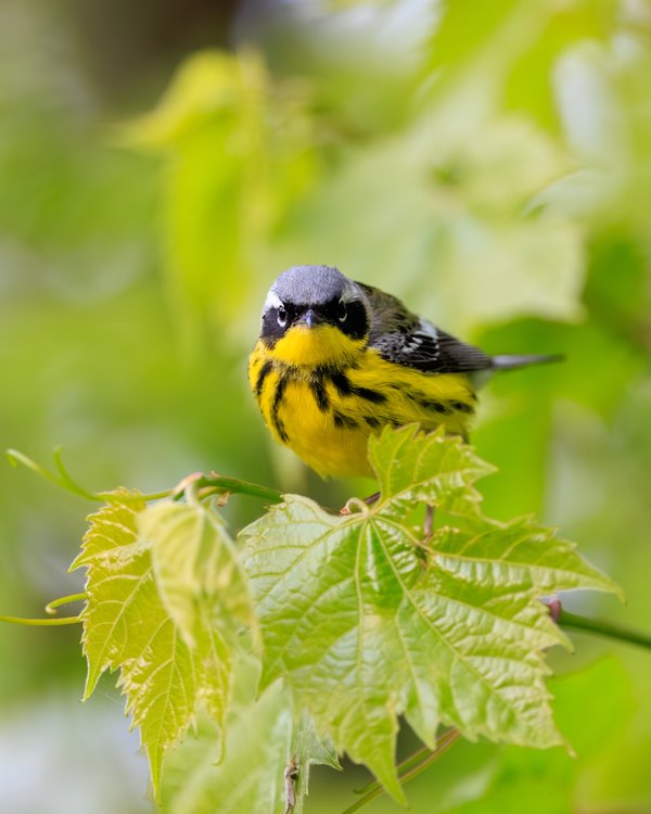 Magnolia Warbler