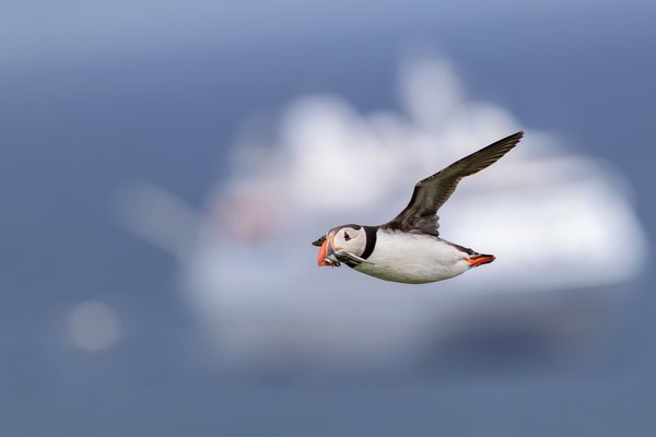 Atlantic Puffin